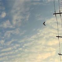 "Frontiers" (Machinima, 138 seconds, 2012)